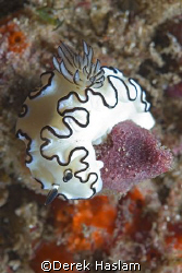 Nudibranch. Bare island. Sydney. D200, 60mm. by Derek Haslam 